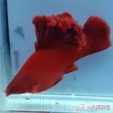 养红箭的技巧,快来测一测你未来会养什么宠物