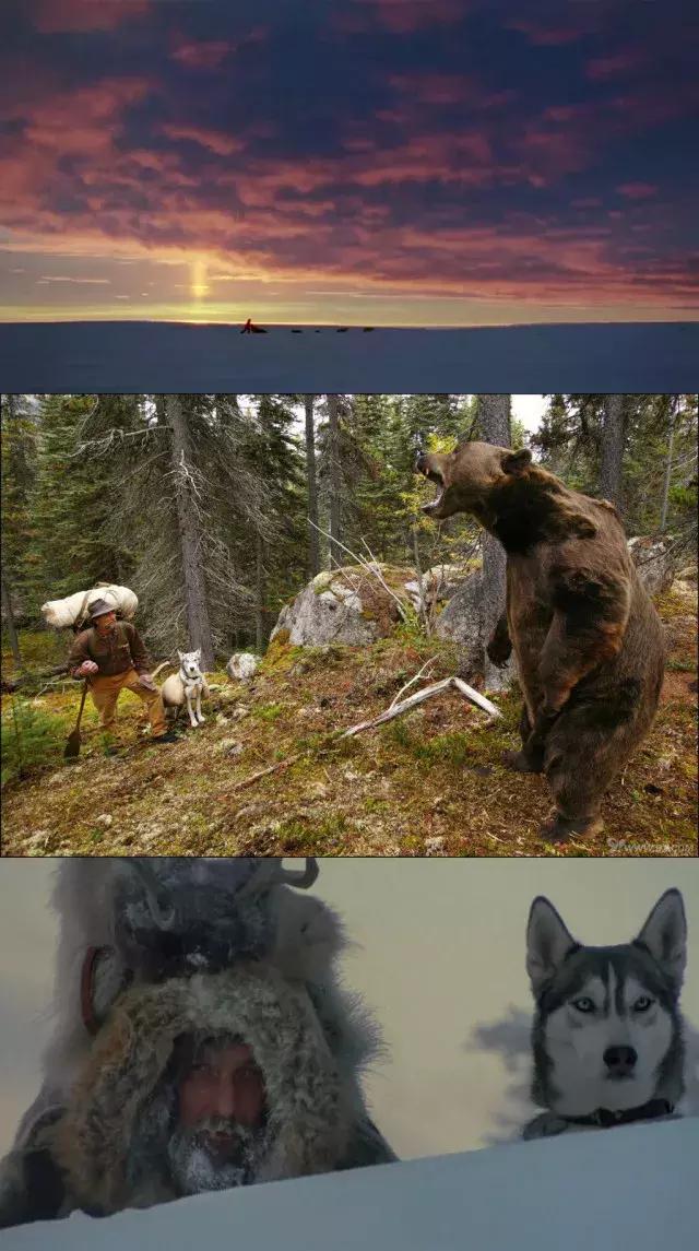 十大最经典的狗狗电影,十部最催人泪下的狗狗电影