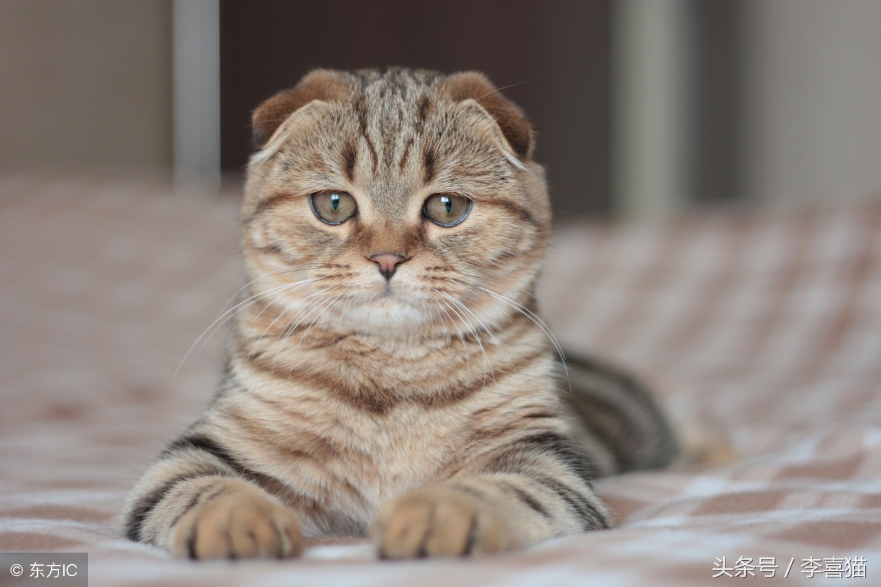 猫咪走丢让流浪猫找回,猫咪离家出走不知它在哪如何找回