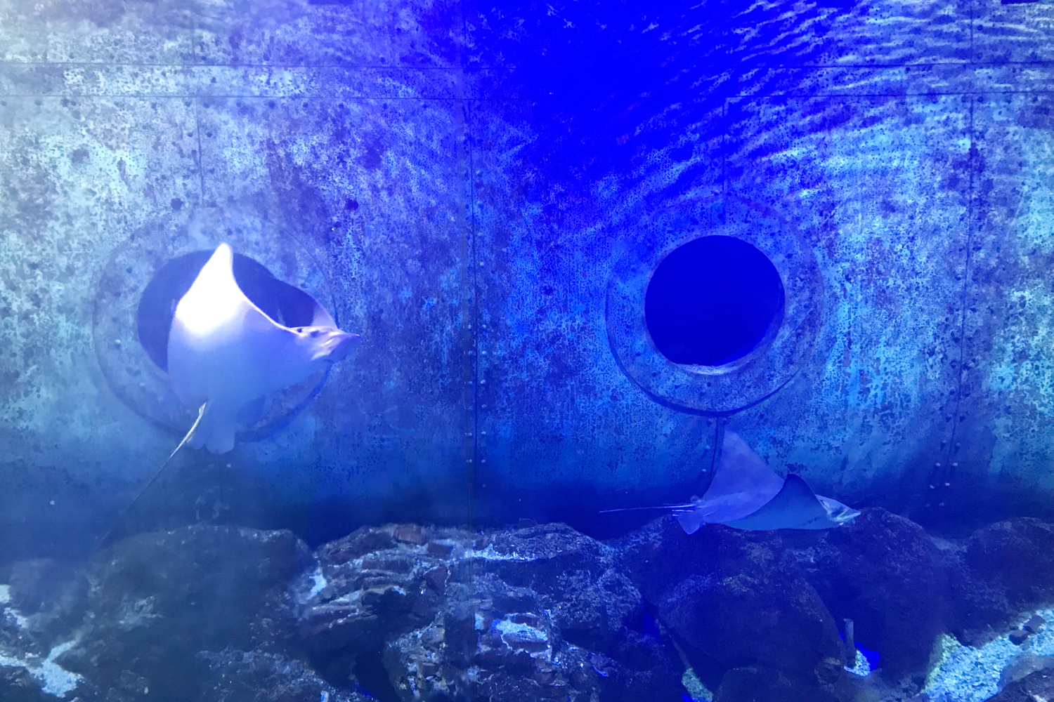 圣亚海洋世界和大连老虎滩哪个好,大连圣亚海洋世界春节门票