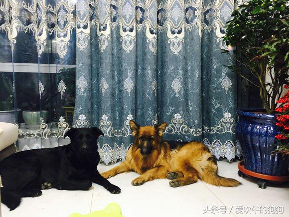 长毛德牧是纯种还是短毛,长毛德牧能当宠物犬养吗