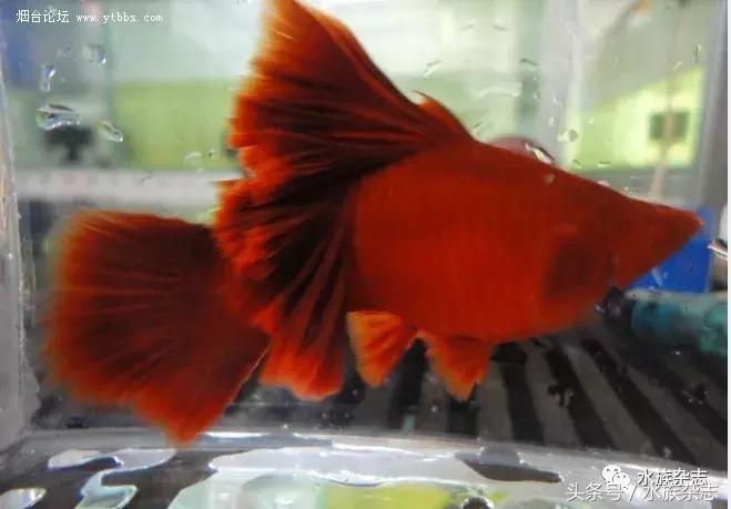 养红箭的技巧,快来测一测你未来会养什么宠物