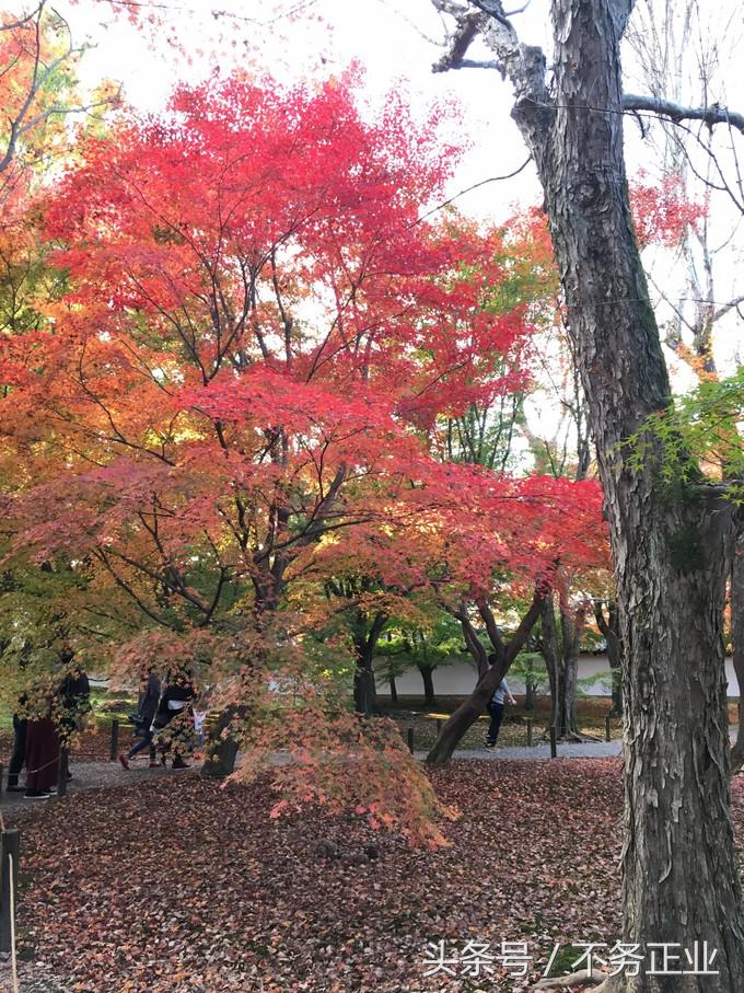 旅行|CoordinateBook06-No.535.0116°N,135.7680°E京都