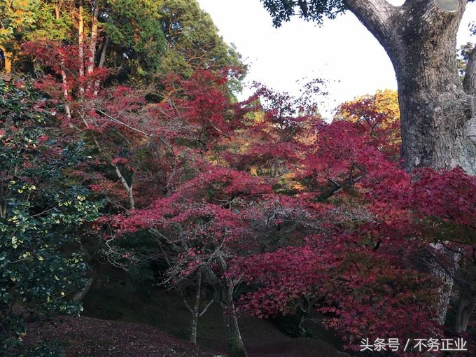 旅行|CoordinateBook06-No.535.0116°N,135.7680°E京都