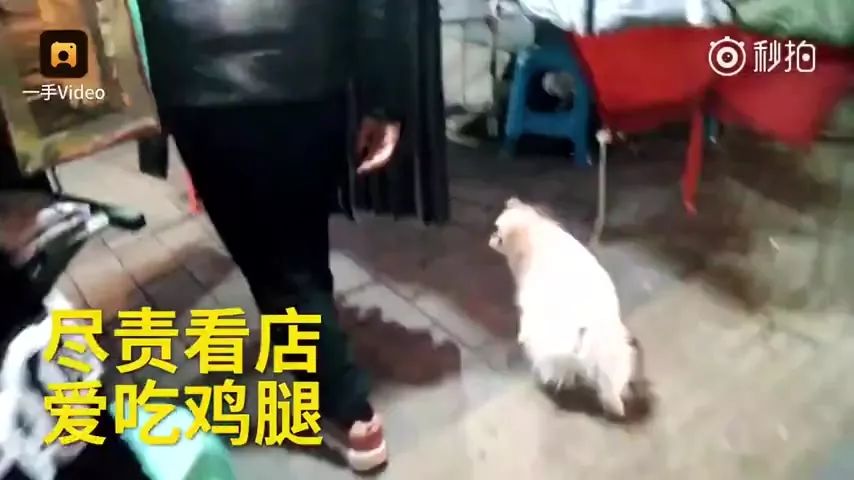 狗狗陪主人吃月子餐看见鸡汤,狗狗陪着主人吃饭