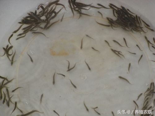 泥鳅苗饲养,泥鳅苗养殖最佳时间
