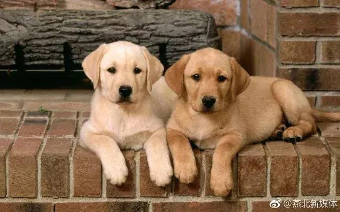 看门狗十大必备事情,看门狗开门锁