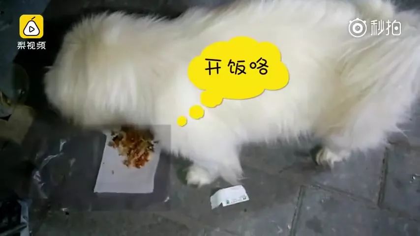 狗狗陪主人吃月子餐看见鸡汤,狗狗陪着主人吃饭