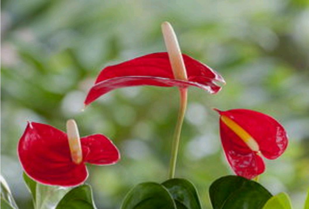 火鹤花和红掌哪个好养,火鹤红掌有什么区别吗