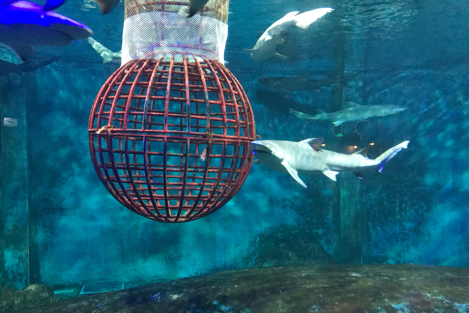 圣亚海洋世界和大连老虎滩哪个好,大连圣亚海洋世界春节门票