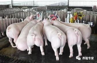 母猪产仔少是什么原因,母猪产仔量少怎么回事