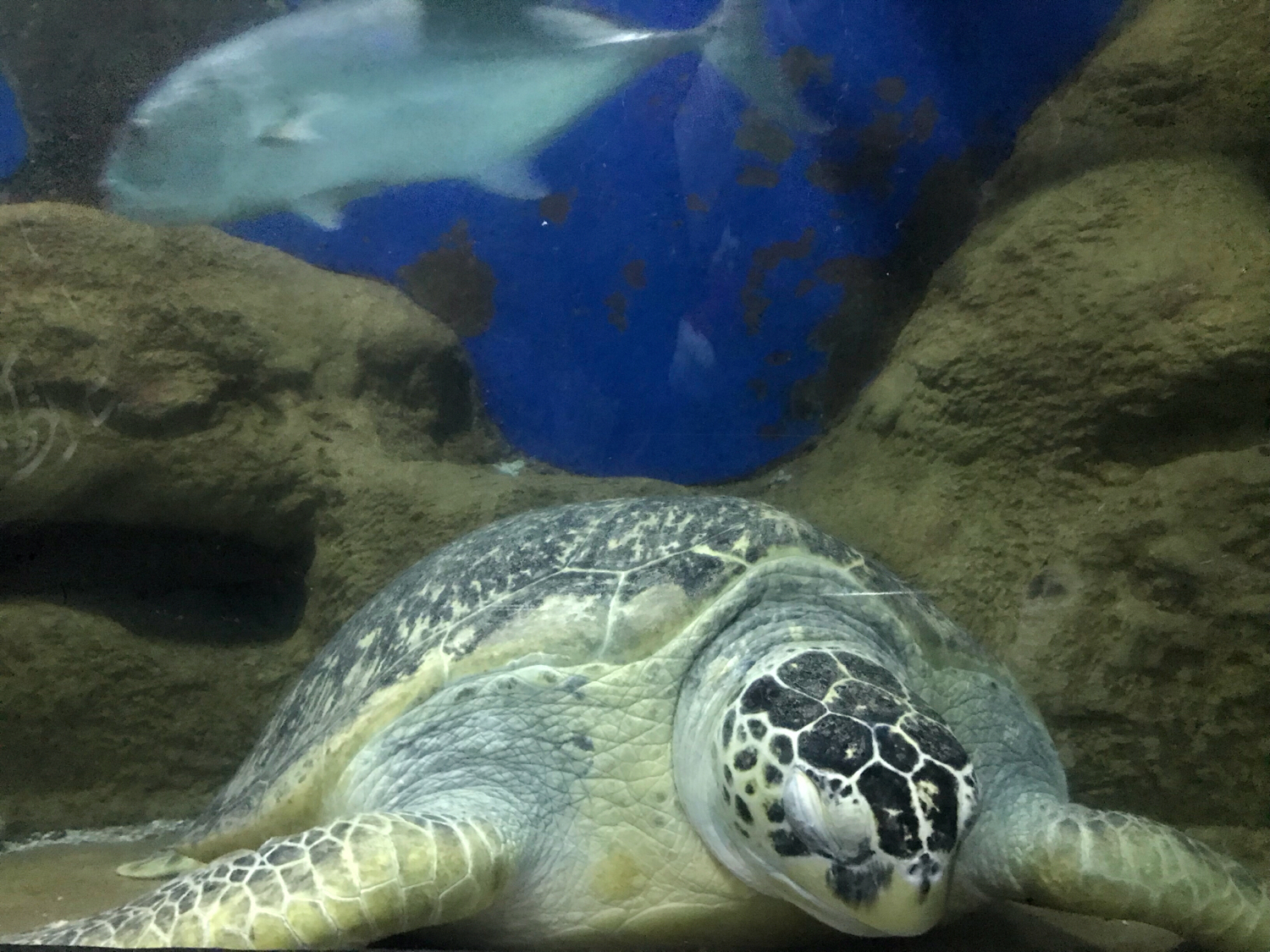 圣亚海洋世界和大连老虎滩哪个好,大连圣亚海洋世界春节门票