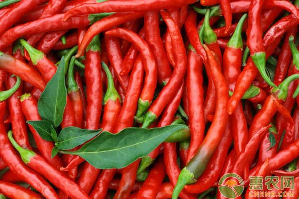 2020年下半年辣椒价格走势,2018年10月辣椒价格行情预测