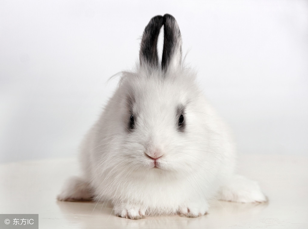 小白兔的故事在线听完整版,讲一下小白兔的故事