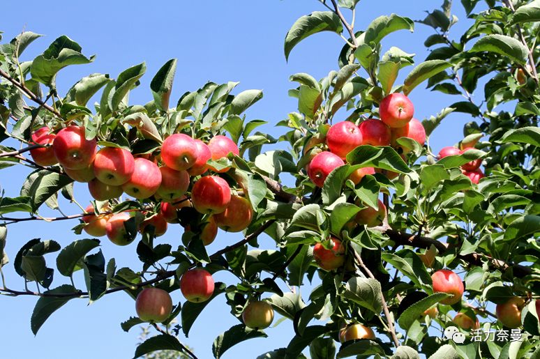 45万人的名片，太漂亮了！！《奈曼人的名片》最新版，45万次！！！精工打造！！！