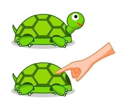 广东家里乌龟冬天怎么养,冬天乌龟怎么养视频教学