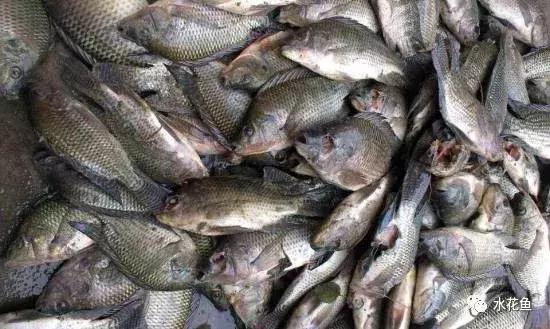 鱼冻伤的原因及处理方法,鱼类患病时会有什么表现