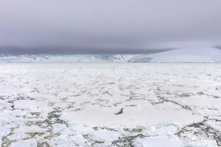 鱼冻伤的原因及处理方法,鱼类患病时会有什么表现