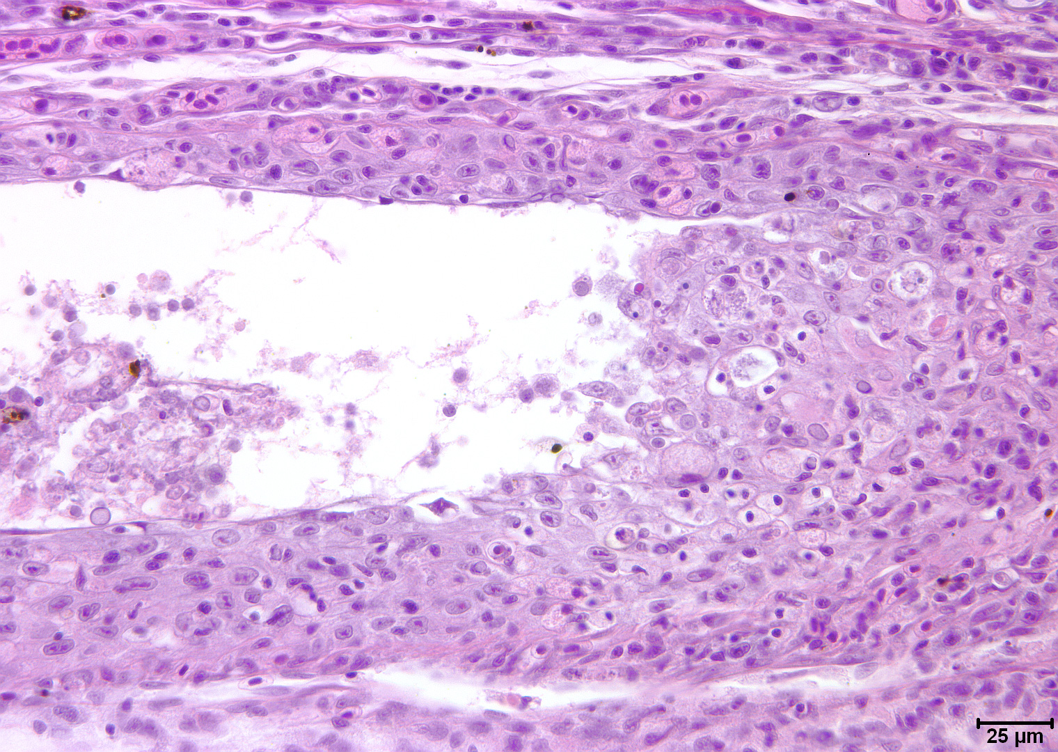 鱼病毒病解决方案,热带淡水鱼鱼病用药一览表