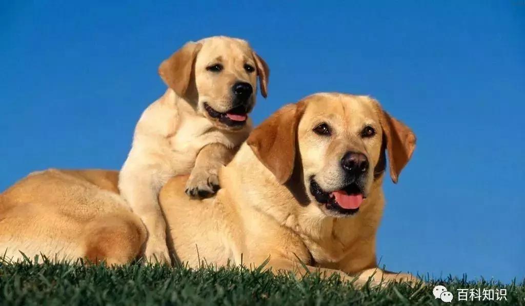 天气转暖，犬来大地报春意