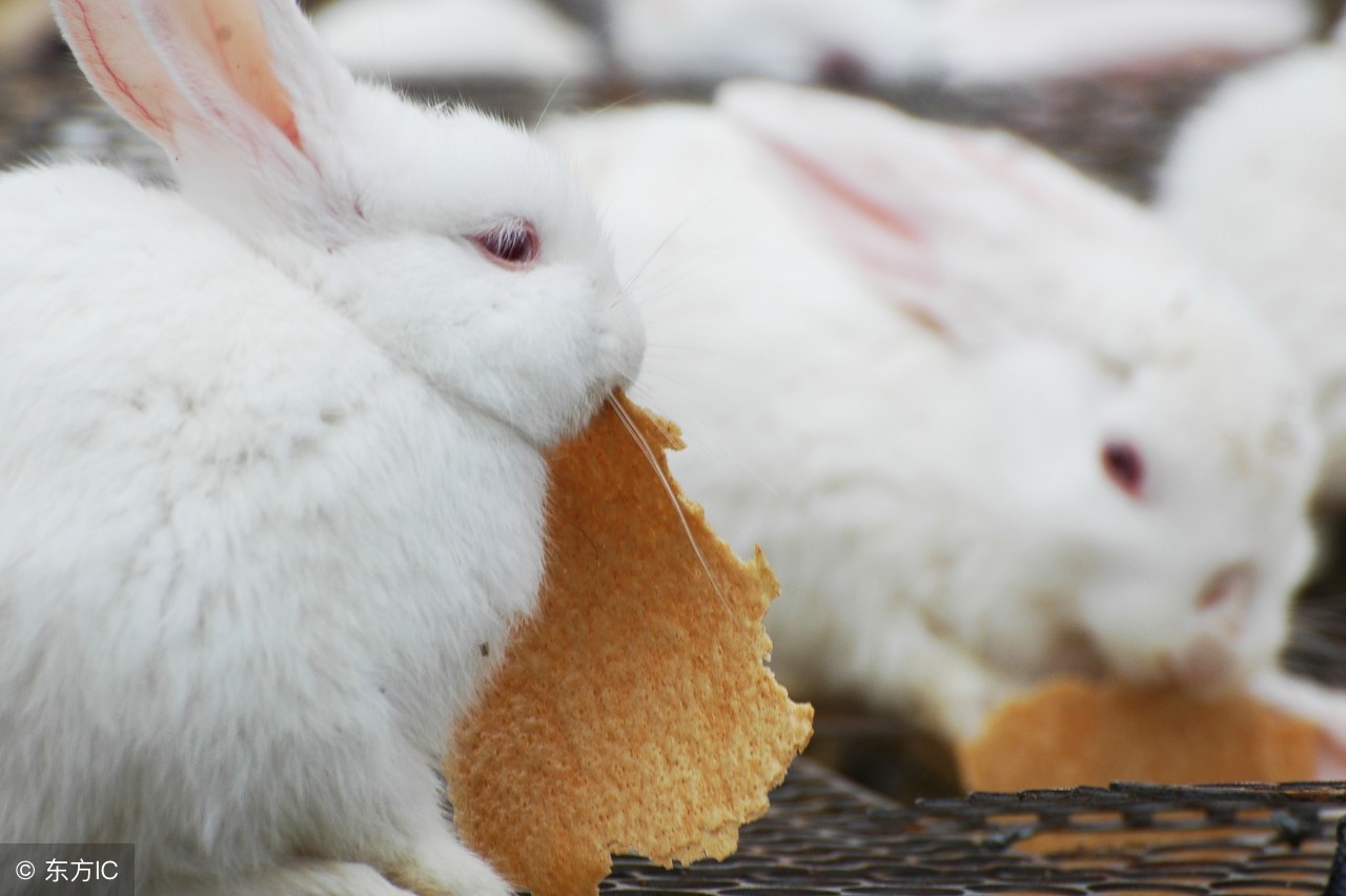 小白兔的故事在线听完整版,讲一下小白兔的故事