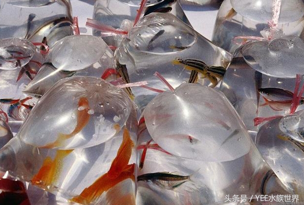 防治鱼病的合理用药与安全用药,防治鱼病的最佳方法