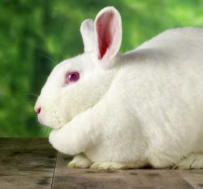 小白兔的故事在线听完整版,讲一下小白兔的故事