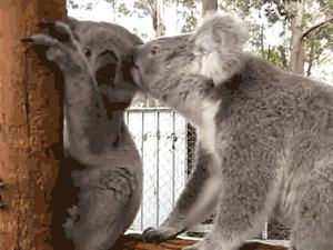 考拉是如何灭绝的,考拉是如何存活的