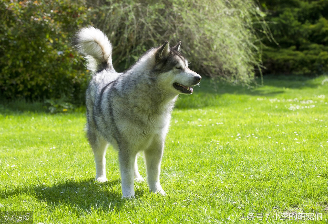 从迷信角度分析家里养狗好吗,养狗的人有什么迷信说法
