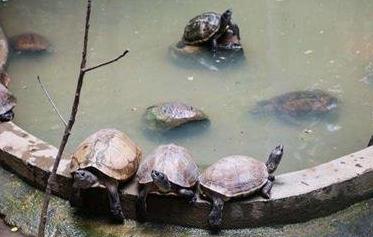 广东家里乌龟冬天怎么养,冬天乌龟怎么养视频教学