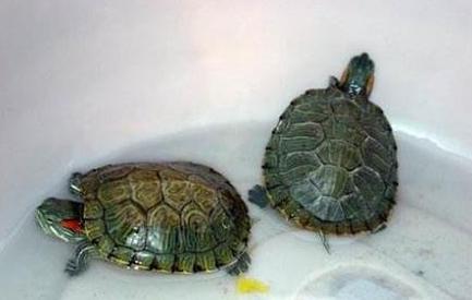 广东家里乌龟冬天怎么养,冬天乌龟怎么养视频教学