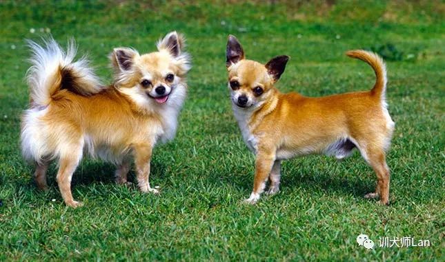 吉娃娃花色犬长大的样子,黑白花短毛吉娃娃犬图片