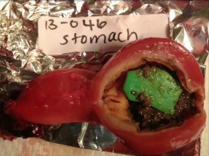 若干年北极可能不再有海鸟，罪魁祸首是塑料，你们有什么好的建议