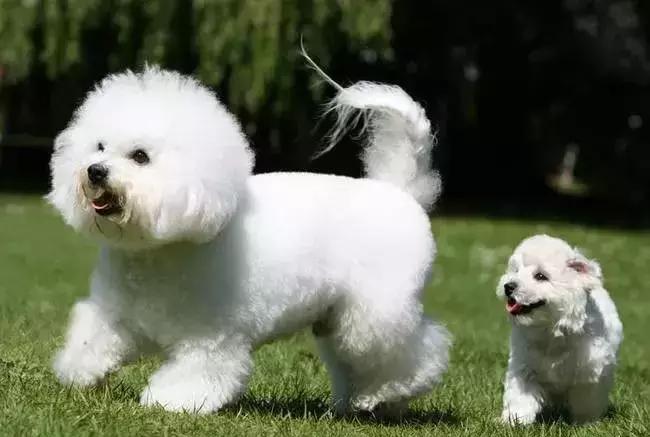 狗年了你知道狗的种类有哪些吗,忠诚的十种狗品种名字及图片