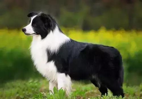 狗年了你知道狗的种类有哪些吗,忠诚的十种狗品种名字及图片