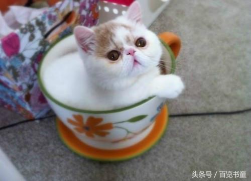 转魂传说,转星传说