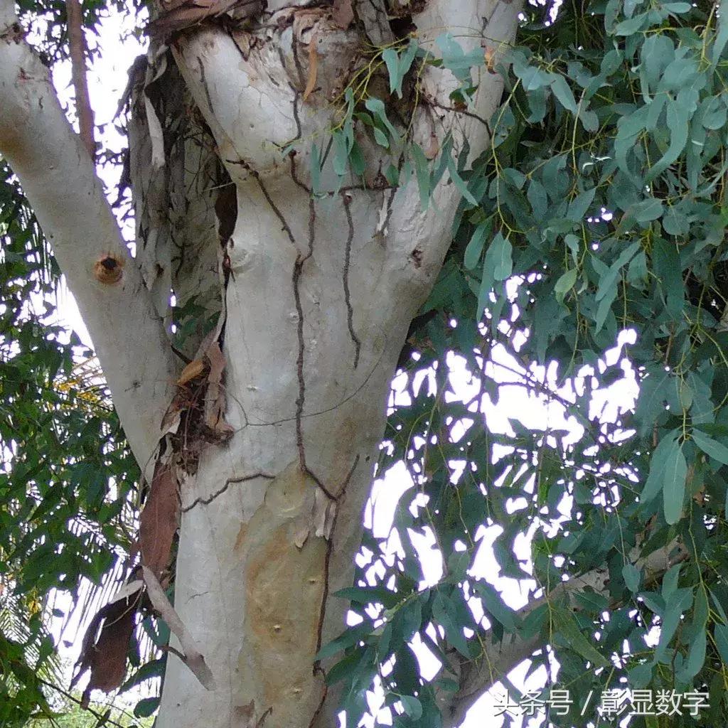 考拉是如何灭绝的,考拉是如何存活的