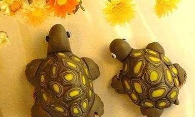 广东家里乌龟冬天怎么养,冬天乌龟怎么养视频教学