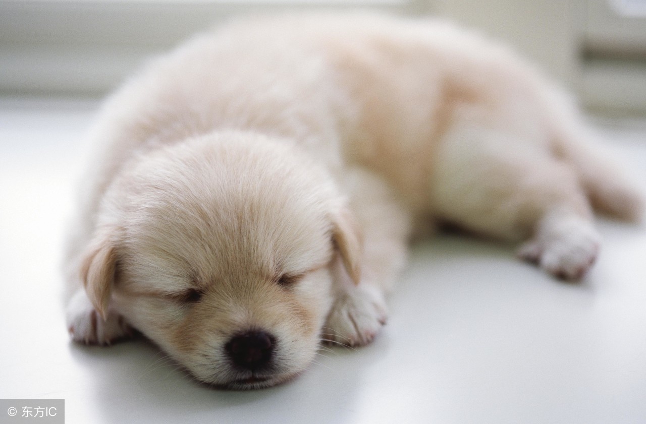 出现动物怎么翻译,这里有各种各样的动物怎么翻译