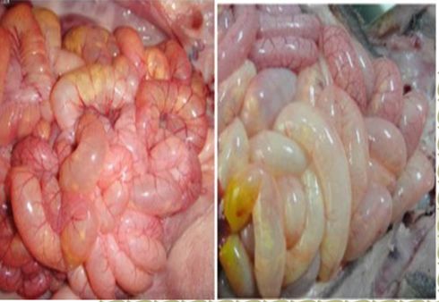 仔猪水样腹泻最快解决方法,仔猪大肠杆菌腹泻怎么治疗