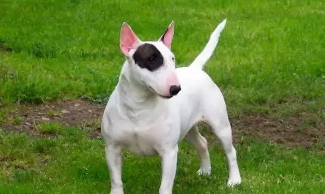 狗年了你知道狗的种类有哪些吗,忠诚的十种狗品种名字及图片