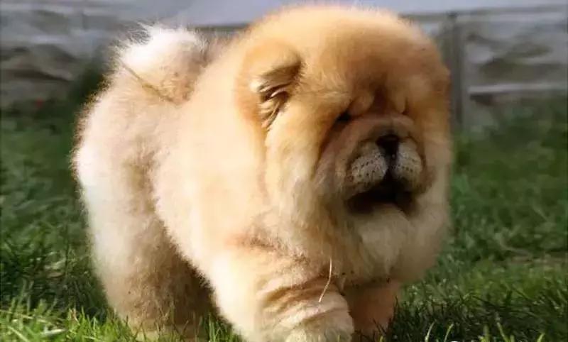 狗年了你知道狗的种类有哪些吗,忠诚的十种狗品种名字及图片