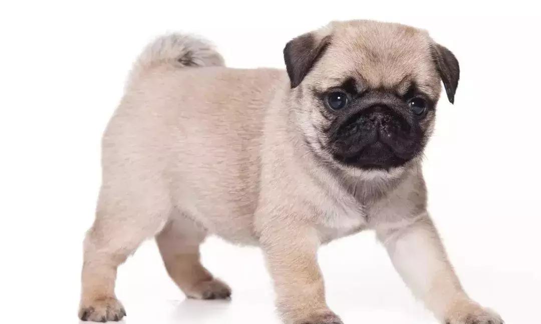 狗年了你知道狗的种类有哪些吗,忠诚的十种狗品种名字及图片