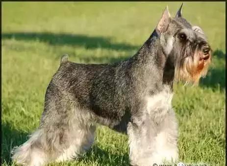 狗年了你知道狗的种类有哪些吗,忠诚的十种狗品种名字及图片