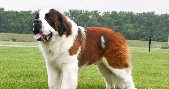 狗年了你知道狗的种类有哪些吗,忠诚的十种狗品种名字及图片