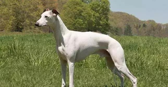 狗年了你知道狗的种类有哪些吗,忠诚的十种狗品种名字及图片