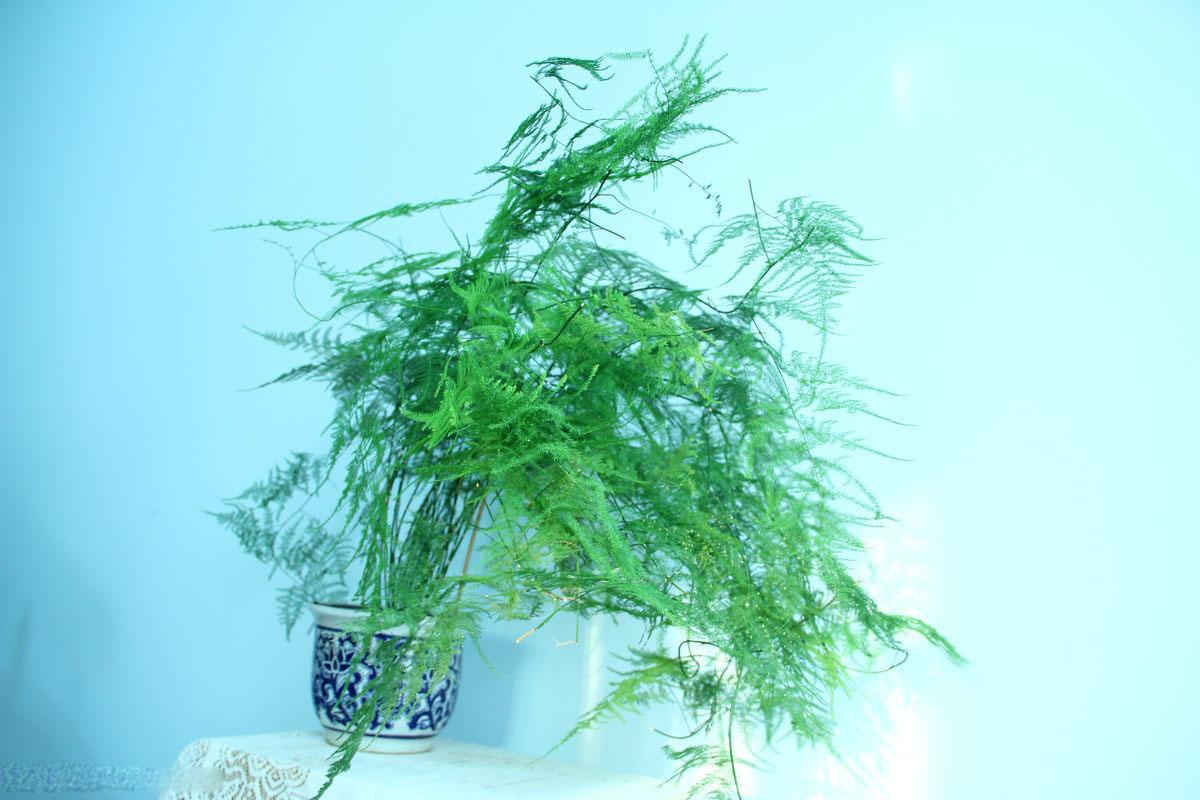 文竹叶片发黄，三个妙招轻松解决叶片发黄！