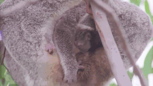 考拉是如何灭绝的,考拉是如何存活的