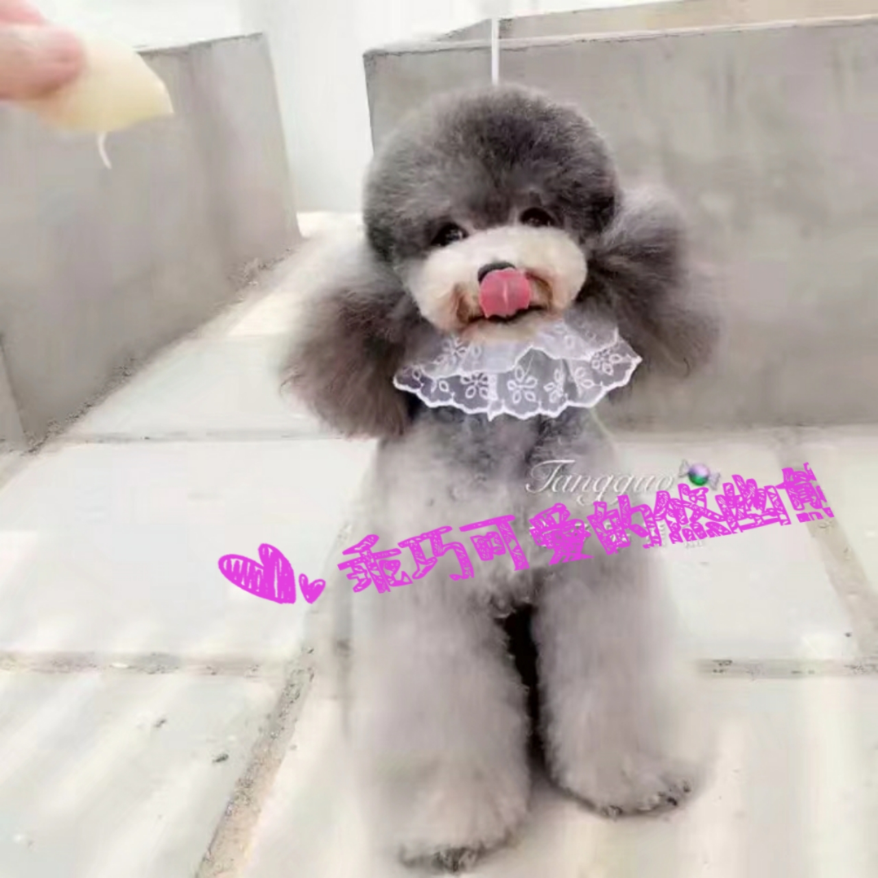 狗狗生宝宝要关注些什么,狗狗生宝宝时要关注什么