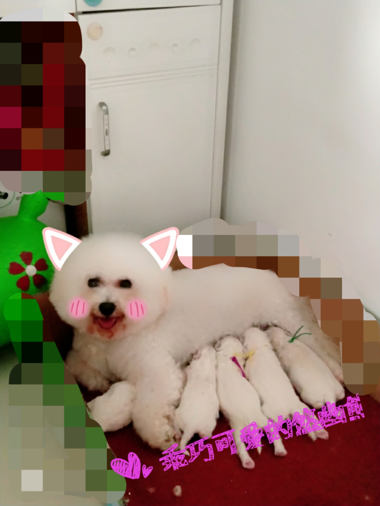 狗狗生宝宝要关注些什么,狗狗生宝宝时要关注什么